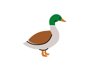 Duck hand drawn silhouette. Duck symbol. Canard bird silhouette. Farm bird isolated on white background.