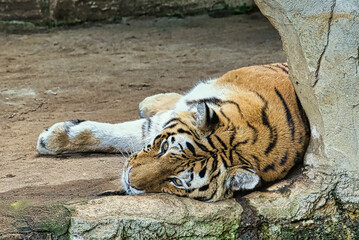 Tiger liegend Zoo