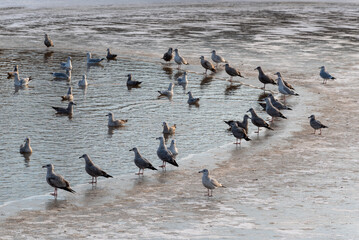 Fototapeta premium Gulls Gather On A Pond In Late November