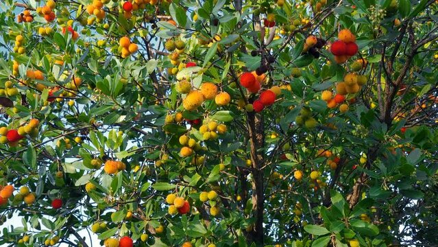 Wild forest Arbutus fruits plant tree on mountain ecosystem,healthy berries product