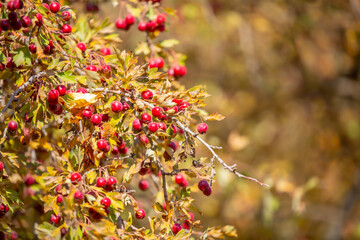 Red fruits of hawthorn on a tree, close-up. Crataegus berries, commonly called forest hawthorn.