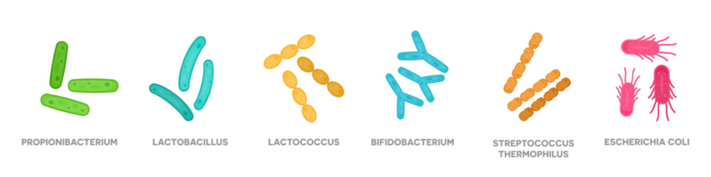 Probiotics. Bacteriology. Gastrointestinal health. Bifidobacterium, lactobacillus, lactococcus, streptococcus thermophilus, propionibacterium.