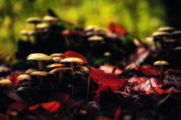Golden October, lovely warm colors in the forest wood hills of the Saarland countryside in Germany,...