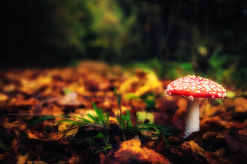 Golden October, lovely warm colors in the forest wood hills of the Saarland countryside in Germany, Europe in autumn fall