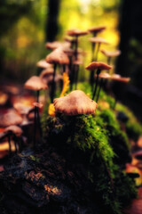 Golden October, lovely warm colors in the forest wood hills of the Saarland countryside in Germany,...