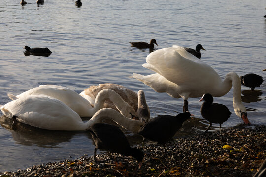 Swana and ducks eating on the schore of the lake 