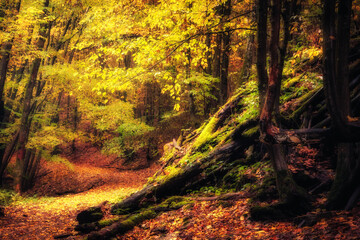 Golden October, lovely warm colors in the forest wood hills of the Saarland countryside in Germany, Europe in autumn fall
