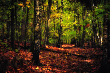 Golden October, lovely warm colors in the forest wood hills of the Saarland countryside in Germany,...