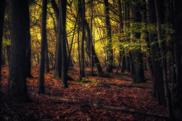 Golden October, lovely warm colors in the forest wood hills of the Saarland countryside in Germany,...