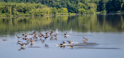 flock of geese landing