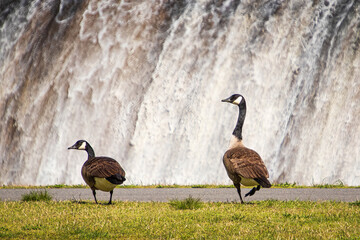 canada geese in park