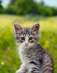 A small gray striped kitten is sitting on the lawn. Portrait of a cute cute kitten