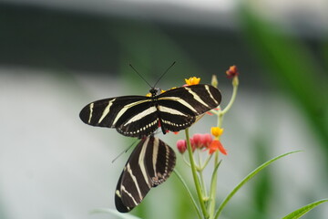 Zebra Longwing Butterfly