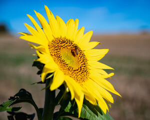 photograph of sunflower in a meadow