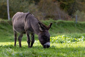 Ein Esel frisst auf einer saftigen Weide