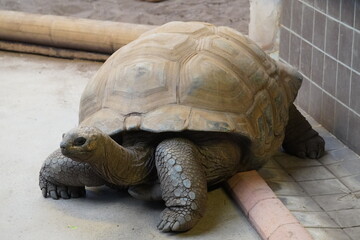 Aldabra giant tortoise
