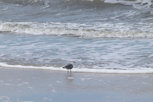 This little seagull was sitting in the surf waiting for any food to wash up in the waves. The ocean was rough that day and the water was coming in pretty hard. This picture was taken at New Jersey. 