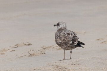 Beautiful ring-billed gull is one of many types of seagulls found at the New Jersey shore. This cute little brown shorebird was all over the beach the day I took this picture. This was in Cape May.