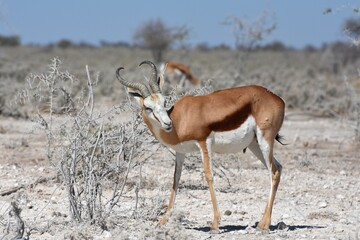 Springbock (antidorcas marsupialis) im Etosha Nationalpark in Namibia. 