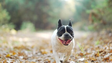 happy dog ​​cute french bulldog running in the autumn field forest looking at camera. A funny carefree puppy walks in the park. Outdoors. Lifestyle. Purebred doggy at nature in sunny day. slow motion
