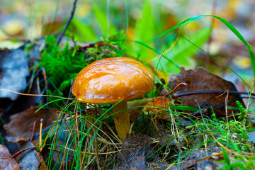The mushroom grows in a wild autumn forest among the green grass on a bright sunny day.