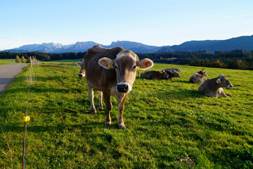 cows grazing on the lush green alpine meadows with scenic alpine lake Attlesee and the Bavarian...