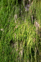 tree trunk covered with moss, moss texture macro view in nature for wallpaper.Moss background