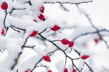 Snow-covered rose bush with red berries in winter