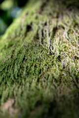 tree trunk covered with moss, moss texture macro view in nature for wallpaper.Moss background