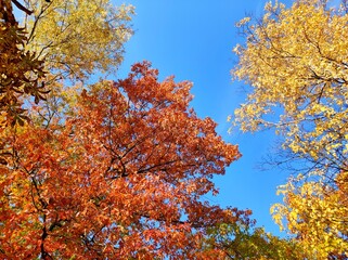 View of the sky through the yellow leaves of trees. Autumn