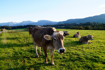 cows grazing on the lush green alpine meadows with scenic alpine lake Attlesee and the Bavarian Alps in the background in Nesselwang, Allgaeu or Allgau, Bavaria, Germany