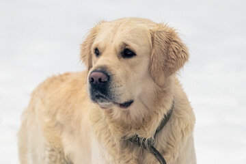 A golden retriever dog in winter on a light background