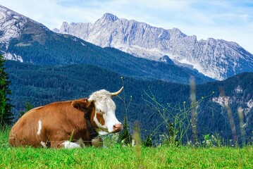 Kuh auf der Alm Berge 