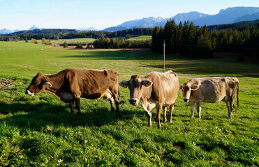 cows grazing on the lush green alpine meadows with scenic alpine lake Attlesee and the Bavarian Alps in the background in Nesselwang, Allgaeu or Allgau, Bavaria, Germany	