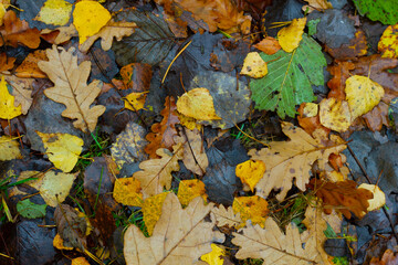 Yellow and brown leaves lie on the road in autumn. Autumn screensaver.