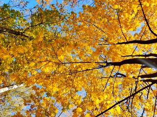 View of the sky through the yellow leaves of trees. Autumn