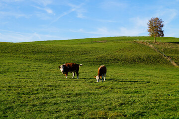 cows grazing peacefully on the sun-drenched green alpine valley against the clear blue sky in Nesselwang, Allgau, Bavaria, Germany