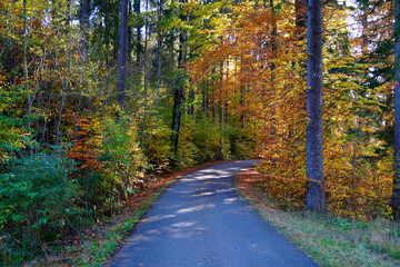 a scenic road through the sunlit golden autumal forest in the morning by the lake Attlesee in Nesselwand in the Bavarian Alps (Bavaria, Germany)