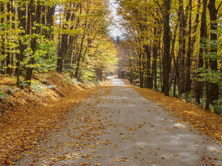 Country road in autumn 