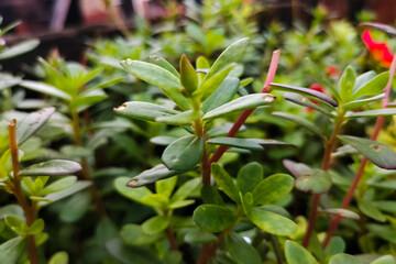 Green Plants Leaf Closeup Field