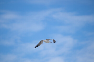 Love this picture of this seagull flying across this pretty cloud filled sky. This shorebird is flying around in search of food. This picture was taken on Sunset beach in Cape May New Jersey.