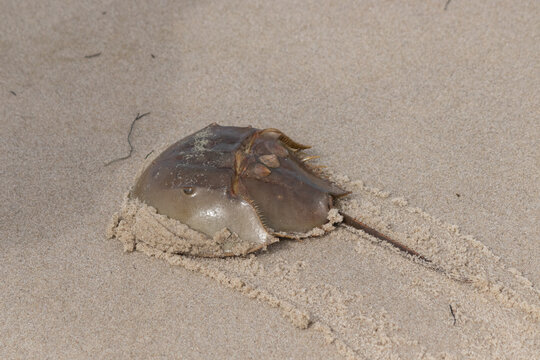 Horseshoe crab trying to get back into the ocean and struck on the beach. The sand seems too hard for it to walk in. This picture was taken in Cape May New Jersey on Sunset beach.