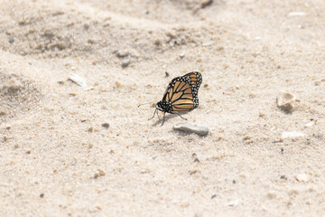 We were walking on Sunset beach in Cape May New Jersey when we saw these monarch butterflies around. Turns out these little insects migrate through this area to Mexico in the month of September.