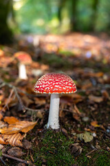 Amanita muscaria (Amanite tue-mouches or fausse oronge) Dangerous mushrooms