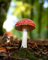 Amanita muscaria (Amanite tue-mouches or fausse oronge) Dangerous mushrooms