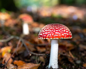 Amanita muscaria (Amanite tue-mouches or fausse oronge) Dangerous mushrooms