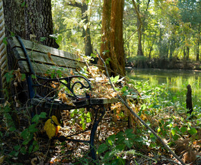 Original name(s): Forgotten wood bench on a tree in the Louisiana swamp morning close up mid angle