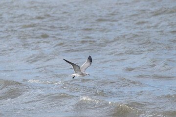 This pretty seagull was doing what it could to fly across this rough ocean on a very windy day....