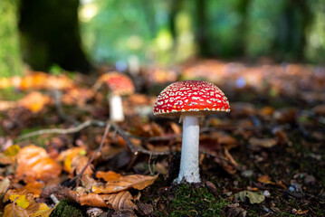 Amanita muscaria (Amanite tue-mouches or fausse oronge) Dangerous mushrooms