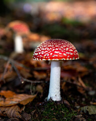 Fototapeta premium Amanita muscaria (Amanite tue-mouches or fausse oronge) Dangerous mushrooms